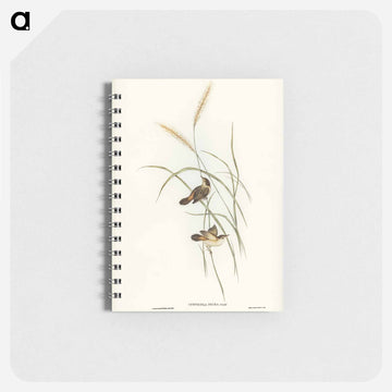 Square-tailed Warbler
 - ジョン グールド Memo.