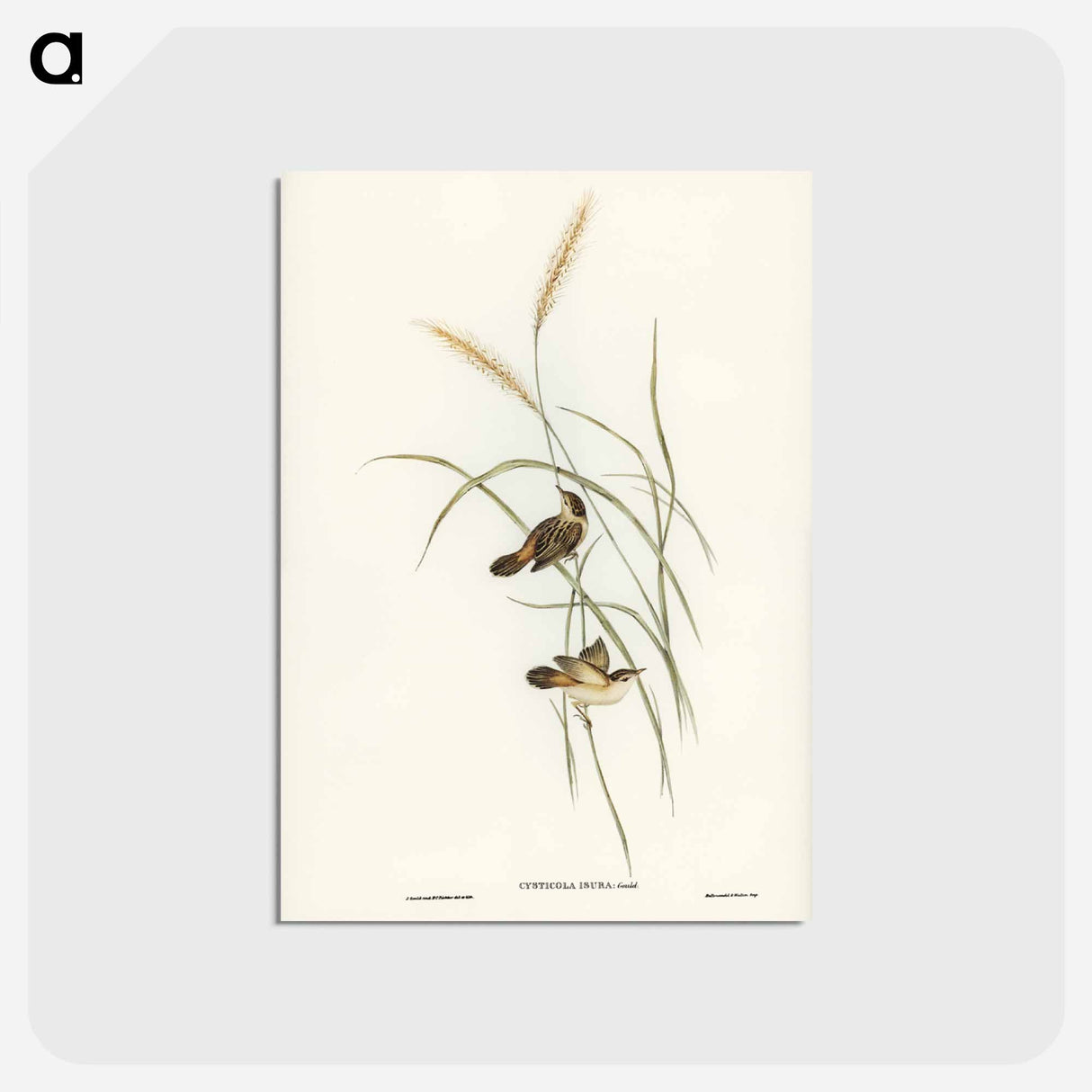 アートポストカード-Square-tailed Warbler
 - ジョン グールド Postcard.