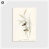アートポストカード-Square-tailed Warbler
 - ジョン グールド Postcard.