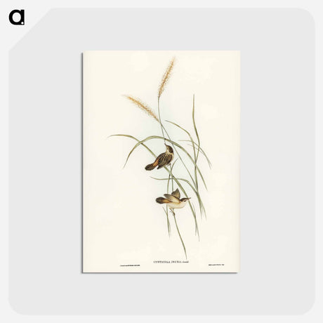 アートポストカード-Square-tailed Warbler
 - ジョン グールド Postcard.
