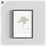 Trianthema Monogyna (Desert Horsepurslane) - ピエール ジョゼフ ルドゥーテ Poster.