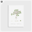 アートポストカード-Trianthema Monogyna (Desert Horsepurslane) - ピエール ジョゼフ ルドゥーテ Postcard.
