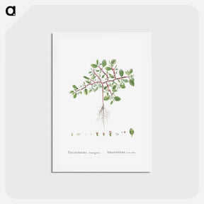 アートポストカード-Trianthema Monogyna (Desert Horsepurslane) - ピエール ジョゼフ ルドゥーテ Postcard.