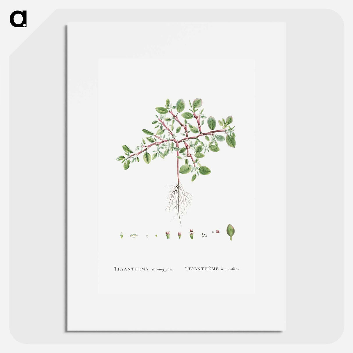 Trianthema Monogyna (Desert Horsepurslane) - ピエール ジョゼフ ルドゥーテ Poster.