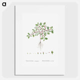 Trianthema Monogyna (Desert Horsepurslane) - ピエール ジョゼフ ルドゥーテ Poster.