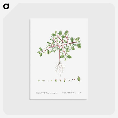 アートポストカード-Trianthema Monogyna (Desert Horsepurslane) - ピエール ジョゼフ ルドゥーテ Postcard.