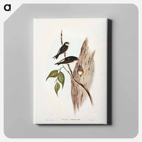 アートパネル-Tree Martin
 - ジョン グールド Canvas.