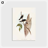 アートポストカード-Tree Martin
 - ジョン グールド Postcard.