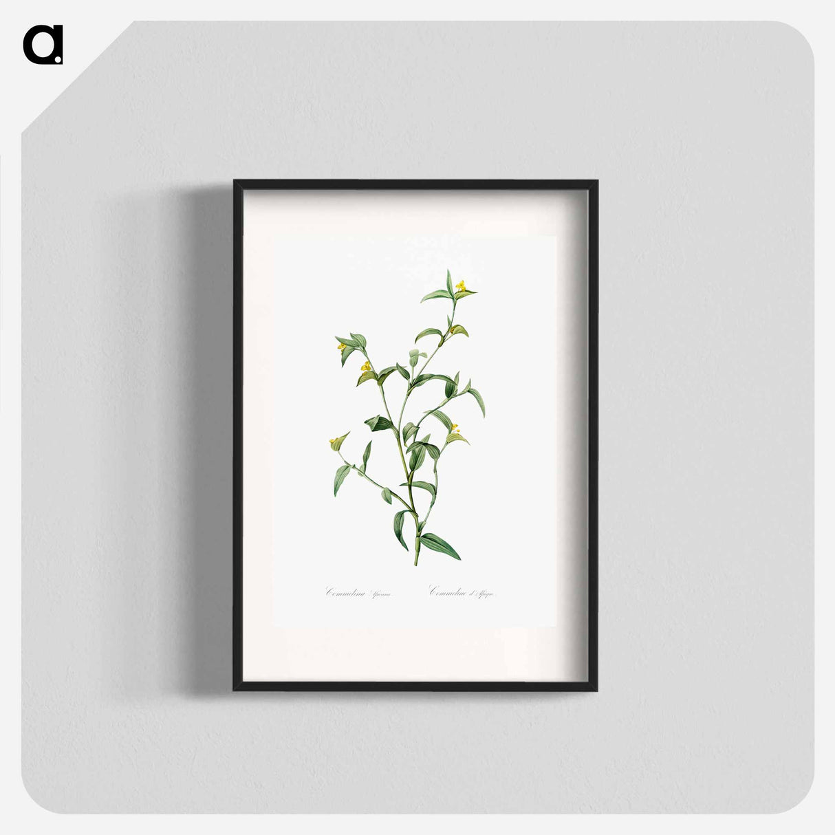 Commelina africana - Pierre Joseph Redouté Poster.