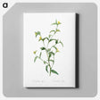 アートパネル-Commelina africana - ピエール ジョゼフ ルドゥーテ Canvas.