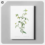 アートパネル-Commelina africana - ピエール ジョゼフ ルドゥーテ Canvas.
