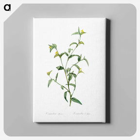 アートパネル-Commelina africana - ピエール ジョゼフ ルドゥーテ Canvas.