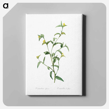 アートパネル-Commelina africana - ピエール ジョゼフ ルドゥーテ Canvas.