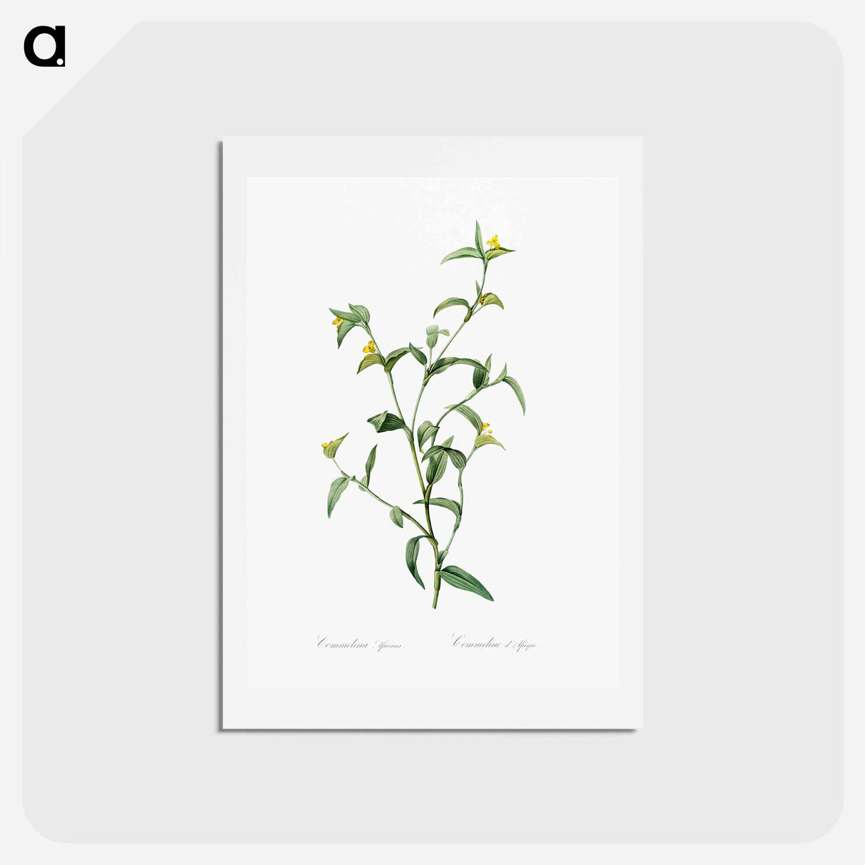 アートポストカード-Commelina africana - ピエール ジョゼフ ルドゥーテ Postcard.