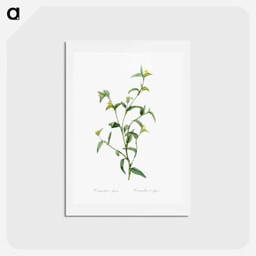 アートポストカード-Commelina africana - ピエール ジョゼフ ルドゥーテ Postcard.