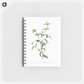 アートメモ帳-Commelina africana - ピエール ジョゼフ ルドゥーテ Memo.