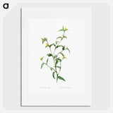 Commelina africana - Pierre Joseph Redouté Poster.