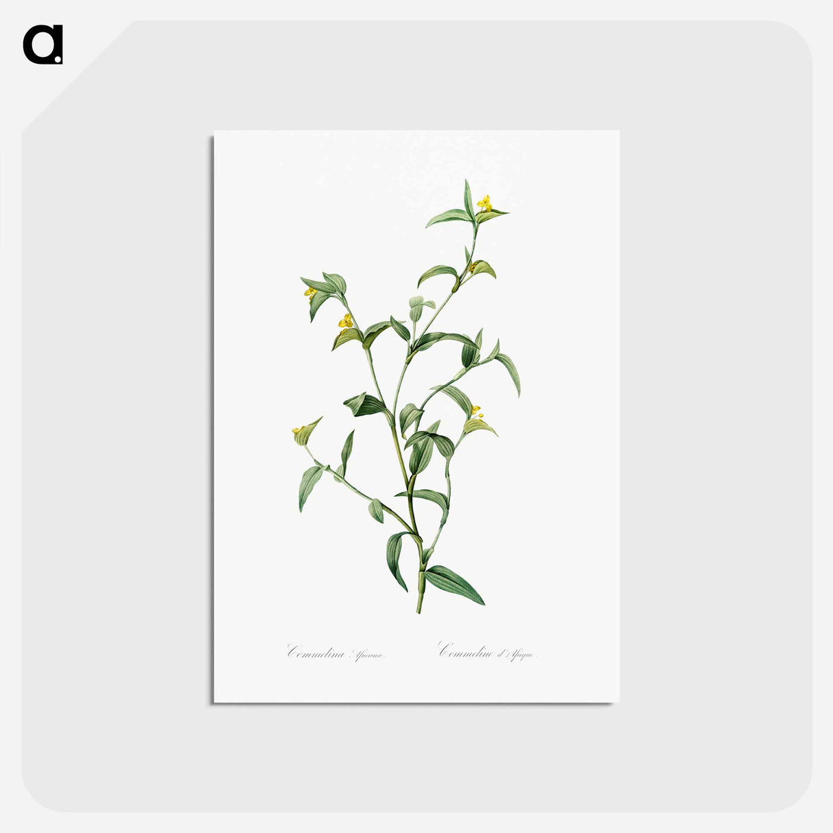 アートポストカード-Commelina africana - ピエール ジョゼフ ルドゥーテ Postcard.