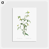 アートポストカード-Commelina africana - ピエール ジョゼフ ルドゥーテ Postcard.