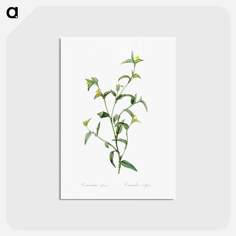 アートポストカード-Commelina africana - ピエール ジョゼフ ルドゥーテ Postcard.