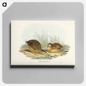 アートパネル-Van Diemen's Land Partridge
 - ジョン グールド Canvas.