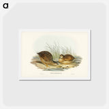 アートポストカード-Van Diemen's Land Partridge
 - ジョン グールド Postcard.