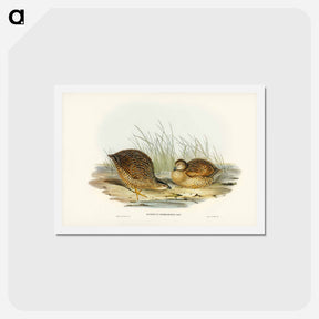 アートポストカード-Van Diemen's Land Partridge
 - ジョン グールド Postcard.