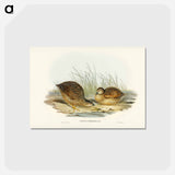 アートポストカード-Van Diemen's Land Partridge
 - ジョン グールド Postcard.
