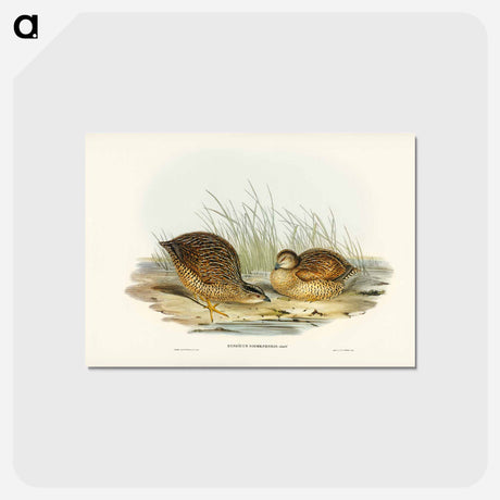 アートポストカード-Van Diemen's Land Partridge
 - ジョン グールド Postcard.