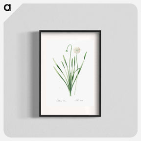 アートポスター-Blue chives illustration - ピエール ジョゼフ ルドゥーテ Poster.