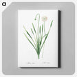 アートパネル-Blue chives illustration - ピエール ジョゼフ ルドゥーテ Canvas.