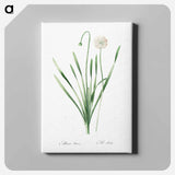 アートパネル-Blue chives illustration - ピエール ジョゼフ ルドゥーテ Canvas.