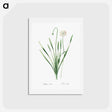 アートポストカード-Blue chives illustration - ピエール ジョゼフ ルドゥーテ Postcard.