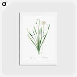 アートポストカード-Blue chives illustration - ピエール ジョゼフ ルドゥーテ Postcard.