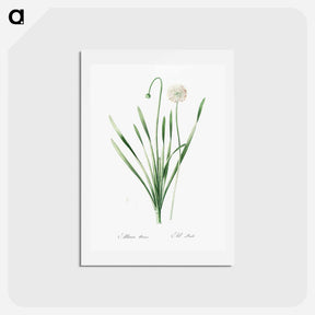 アートポストカード-Blue chives illustration - ピエール ジョゼフ ルドゥーテ Postcard.