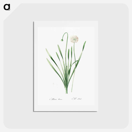 アートポストカード-Blue chives illustration - ピエール ジョゼフ ルドゥーテ Postcard.