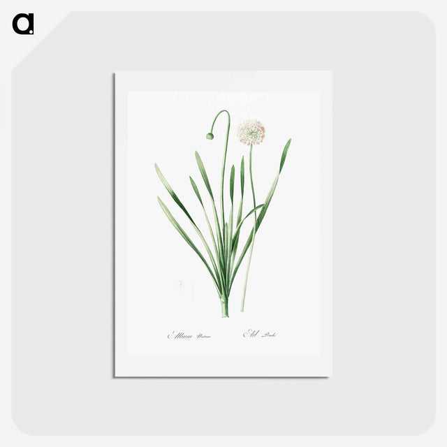 アートポストカード-Blue chives illustration - ピエール ジョゼフ ルドゥーテ Postcard.