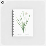 Blue chives illustration - ピエール ジョゼフ ルドゥーテ Memo.