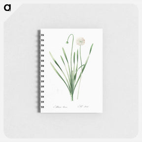 アートメモ帳-Blue chives illustration - ピエール ジョゼフ ルドゥーテ Memo.
