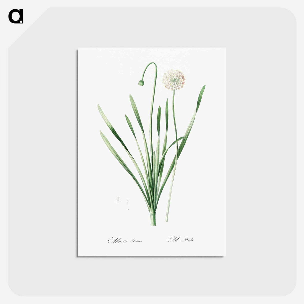 アートポストカード-Blue chives illustration - ピエール ジョゼフ ルドゥーテ Postcard.