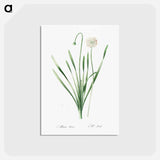 アートポストカード-Blue chives illustration - ピエール ジョゼフ ルドゥーテ Postcard.