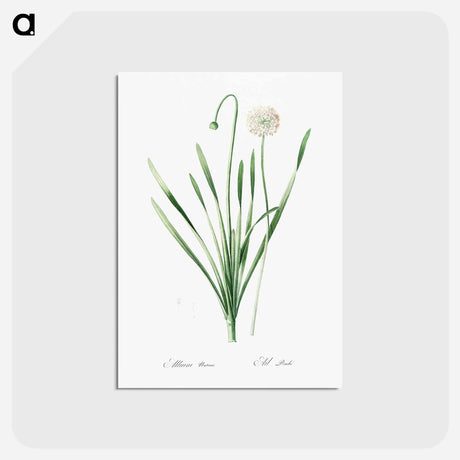 アートポストカード-Blue chives illustration - ピエール ジョゼフ ルドゥーテ Postcard.