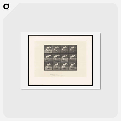アートポストカード-Stork Walking
 - エドワード マイブリッジ Postcard.