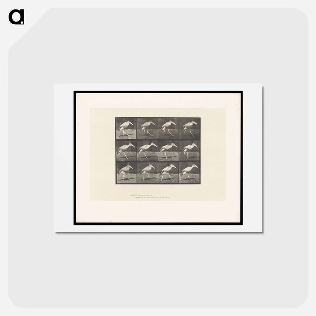 アートポストカード-Stork Walking
 - エドワード マイブリッジ Postcard.