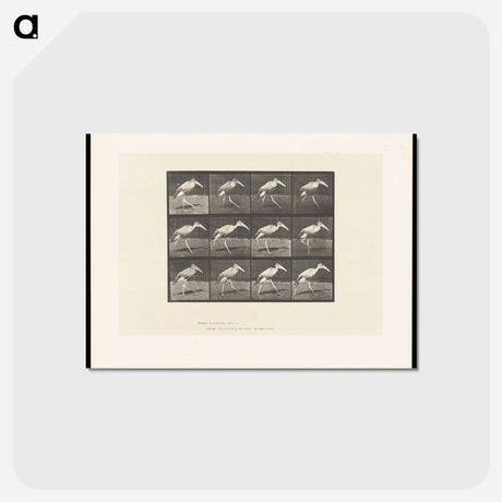 アートポストカード-Stork Walking
 - エドワード マイブリッジ Postcard.