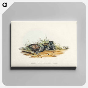 アートパネル-Black-breasted Hemipode
 - ジョン グールド Canvas.