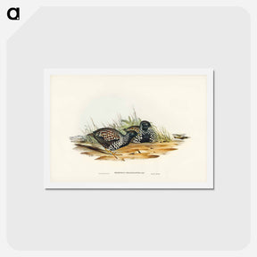 アートポストカード-Black-breasted Hemipode
 - ジョン グールド Postcard.
