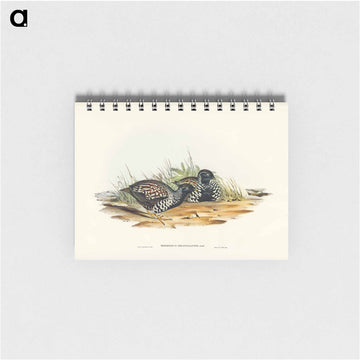 Black-breasted Hemipode
 - ジョン グールド Memo.