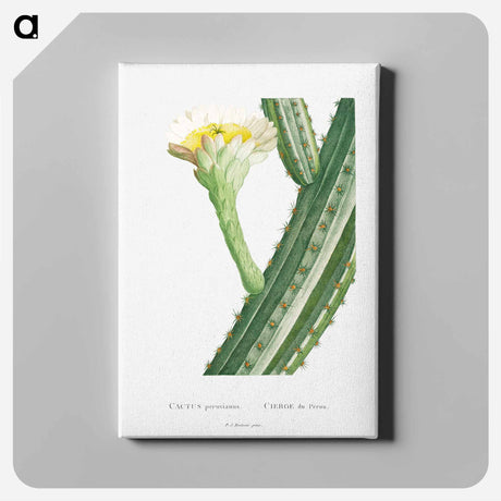 アートパネル-Cactus Peruvianus - ピエール ジョゼフ ルドゥーテ Canvas.