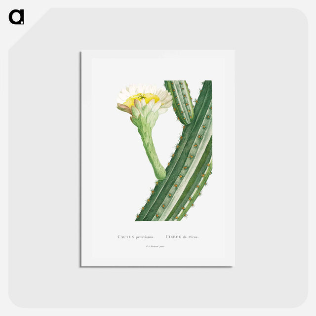 アートポストカード-Cactus Peruvianus - ピエール ジョゼフ ルドゥーテ Postcard.